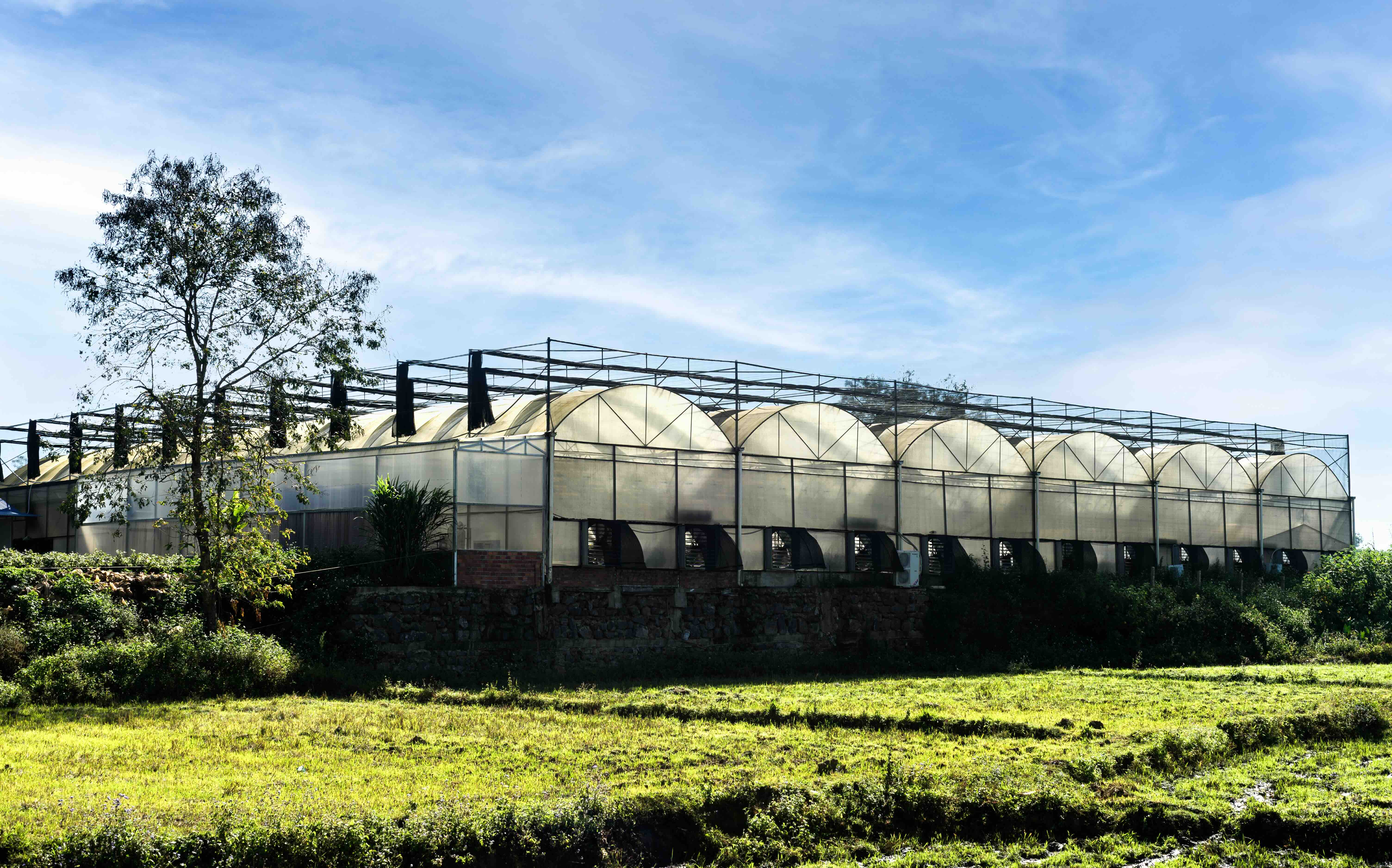 Our greenhouse
