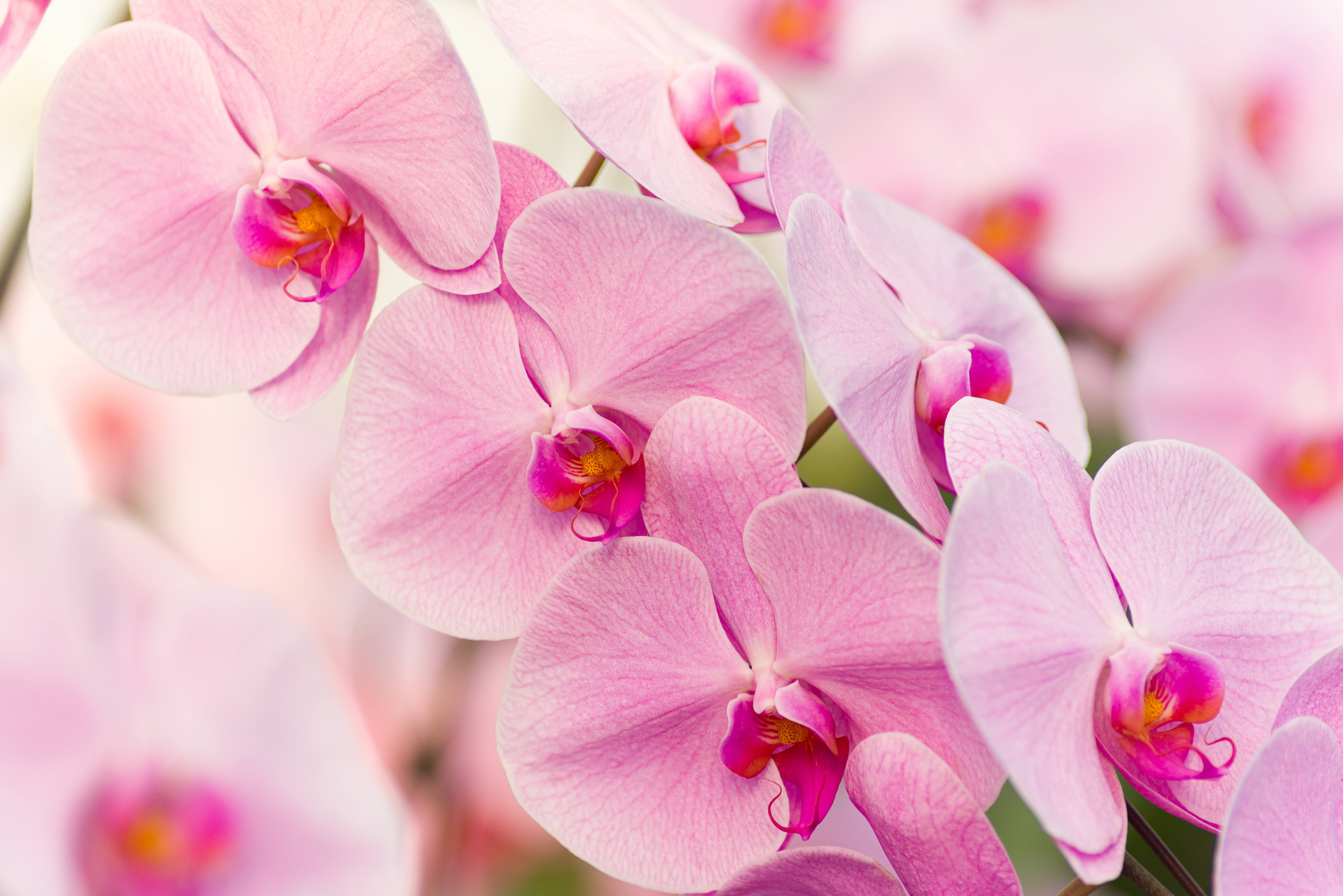 Pink Queen phalaenopsis orchid in bloom